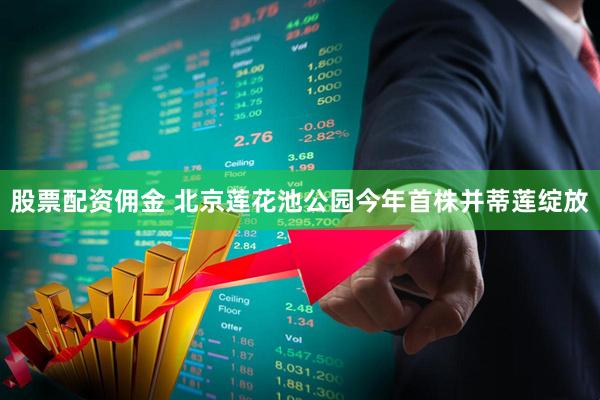 股票配资佣金 北京莲花池公园今年首株并蒂莲绽放